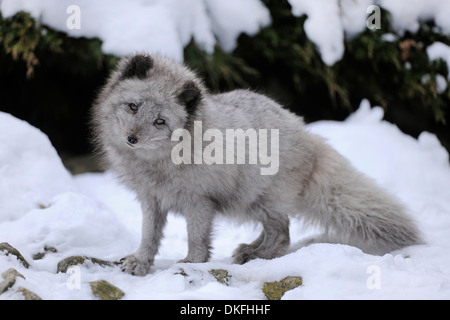 Arctic Fox (Vulpes vulpes lagopus) in piedi nella neve, captive, Baden-Wuerttemberg, Germania Foto Stock