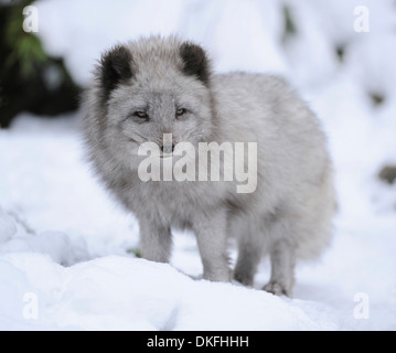 Arctic Fox (Vulpes vulpes lagopus) in piedi nella neve, captive, Baden-Wuerttemberg, Germania Foto Stock