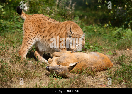(Lynx Lynx lynx), maschio, con la preda il capriolo (Capreolus capreolus), captive, Turingia, Germania Foto Stock