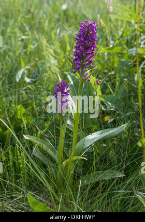 Di latifoglie orchidea palustre (Dactylorhiza majalis), Ebertswiese, a Rennsteig ridge a piedi, Foresta Turingia, Floh-Seligenthal Foto Stock
