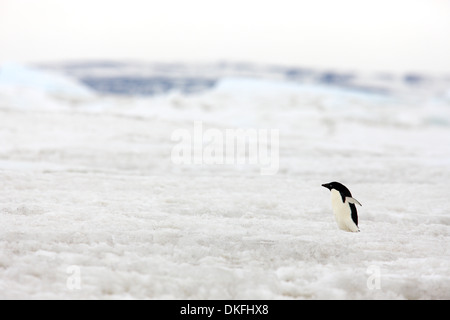 Adélie Penguin (Pygoscelis adeliae), pack ghiaccio, Mare di Weddell, Antartide Foto Stock