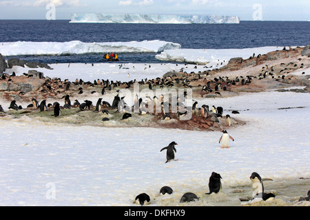 La colonia di pinguini Adélie, Pinguini (Pygoscelis adeliae), Devil isola, mare di Weddell, Antartide Foto Stock