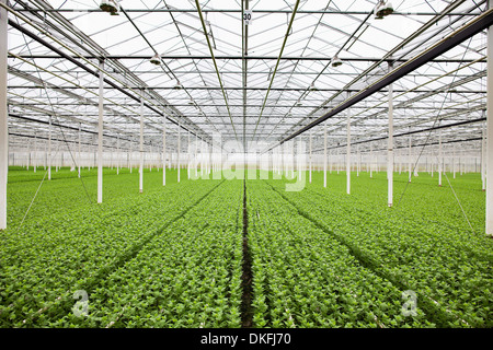 Filari di piante che crescono in serra Foto Stock