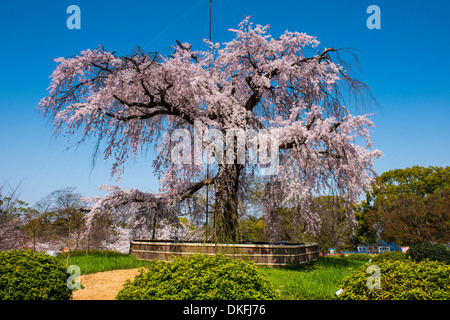 Fiore di Ciliegio, Maruyama-Koen park, Kyoto, Giappone Foto Stock