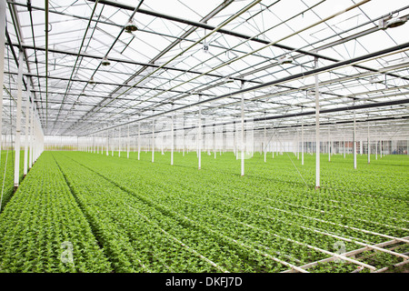 Filari di piante che crescono in serra Foto Stock