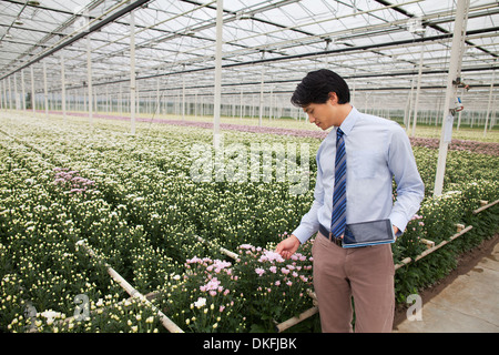 Uomo che guarda a filari di piante che crescono in serra Foto Stock