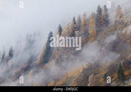 Il larice (Larix decidua) nella prima nevicata di stagione, Vals, Steinach, Tiroler Oberland, Tirolo, Austria Foto Stock