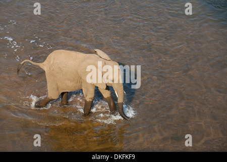 Elefante africano (Loxodonta africana), mucca guadare attraverso la Olifants River, Kruger National Park, Sud Africa Foto Stock