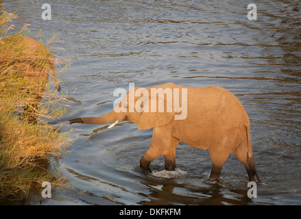 Elefante africano (Loxodonta africana), mucca guadare attraverso l'acqua raggiungendo per la canna di palude (Phragmites australis) Foto Stock