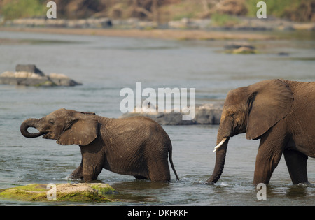 L'elefante africano (Loxodonta africana), una vacca e un vitello guadare attraverso la Olifants River, Kruger National Park, Sud Africa Foto Stock