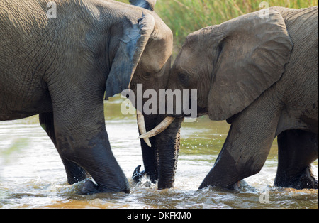 L'elefante africano (Loxodonta africana), i tori da corrida in acqua, il Parco Nazionale Kruger, Sud Africa Foto Stock