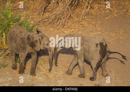 L'elefante africano (Loxodonta africana), due vitelli giocando vicino al fiume, Parco Nazionale Kruger, Sud Africa Foto Stock