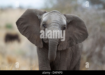 Elefante africano (Loxodonta africana), simulazione di carica di un subadult che è privo di zanne, Kruger National Park, Sud Africa Foto Stock