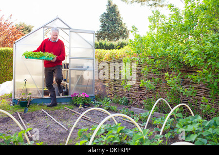 Senior uomo che porta le piante in giardino Foto Stock