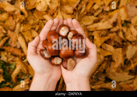 Close up di mani femminili in autunno park holding conkers Foto Stock
