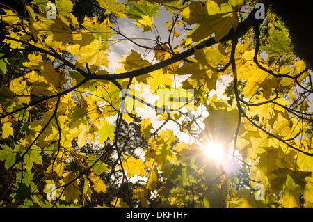 Primo piano di foglie di autunno su albero Foto Stock