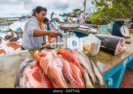 Mercato del pesce nella città di Puerto Ayora sull isola di Santa Cruz, Isole Galapagos, Ecuador, Sud America Foto Stock