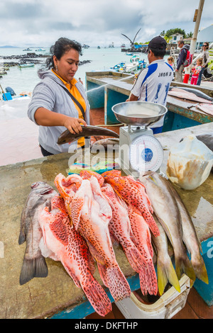 Mercato del pesce nella città di Puerto Ayora sull isola di Santa Cruz, Isole Galapagos, Ecuador, Sud America Foto Stock