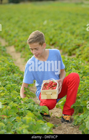 Ragazzo adolescente raccolta fragole nel campo Foto Stock