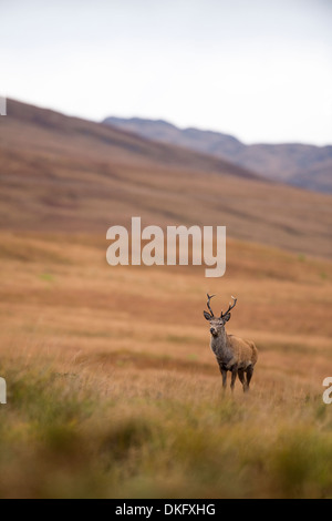 Il cervo (Cervus elaphus), Scotland, Regno Unito Foto Stock