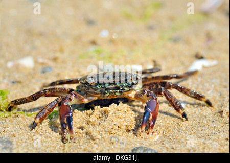 Il granchio naturale sulla sabbia contro il mare in spiaggia Foto Stock