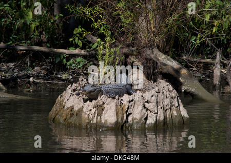 Alligatore su swamp ceppo di albero vicino a New Orleans, Louisiana, Stati Uniti d'America Foto Stock