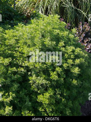 Southern assenzio, Southernwood, ragazzo amore, vecchio, Artemisia abrotanum, Asteraceae. L'Europa. Foto Stock