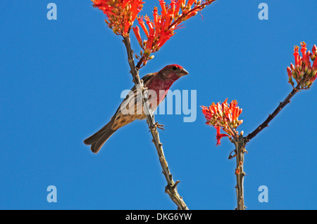 House Finch, maschio, su ocotillo (fouquieria splendens), carpodacus mexicanus Foto Stock