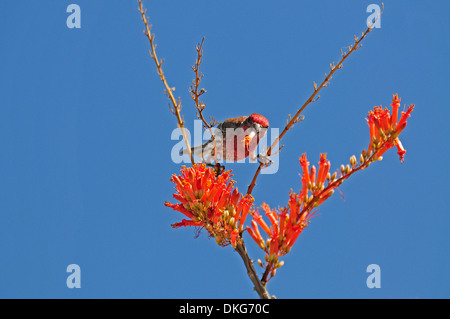 House Finch, maschio, su ocotillo (fouquieria splendens), carpodacus mexicanus Foto Stock