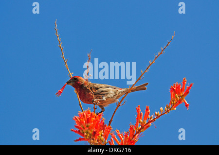 House Finch, maschio, su ocotillo (fouquieria splendens), carpodacus mexicanus Foto Stock