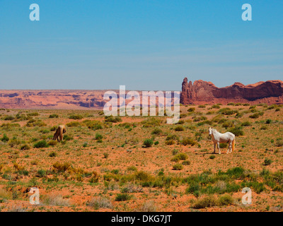 American Indian pony, Northern Arizona, Stati Uniti d'America Foto Stock