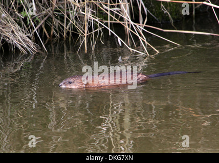 Close-up di un topo muschiato (Ondatra zibethicus) nuoto Foto Stock