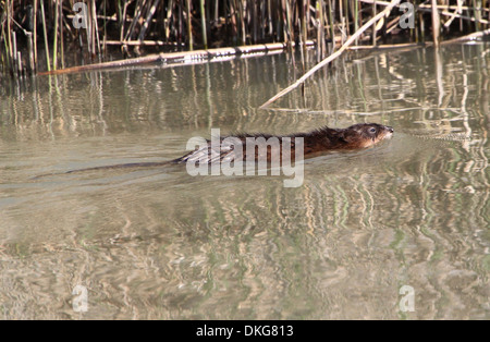 Close-up di un topo muschiato (Ondatra zibethicus) nuoto Foto Stock