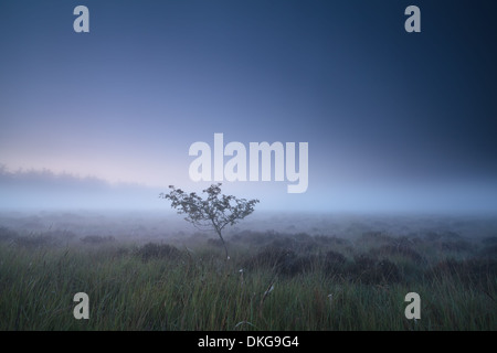 Albero solitario su swamp in misty dusk, Fochteloerveen, Drenthe, Paesi Bassi Foto Stock