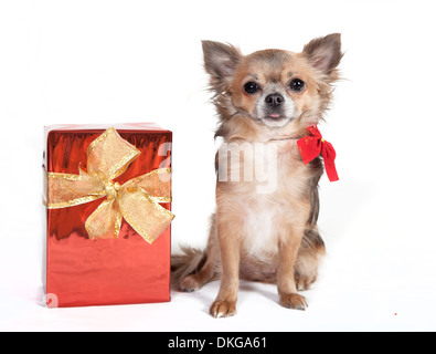 Chihuahua cane con un regalo di Natale, sfondo bianco Foto Stock