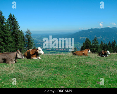 Vacche su pascoli, blomberg, Bad Tolz, Baviera, Germania Foto Stock