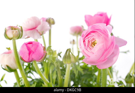 Rosa renoncules davanti a uno sfondo bianco Foto Stock