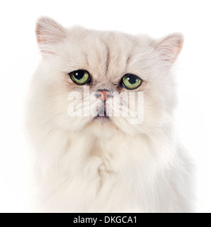 Bianco gatto persiano davanti a uno sfondo bianco Foto Stock