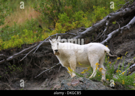 Goat montagna con bearded che si erge in fiori gialli su una montagna rocciosa. Foto Stock