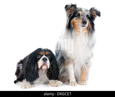 Ritratto di una razza di cane shetland e Cavalier King Charles di fronte a uno sfondo bianco Foto Stock