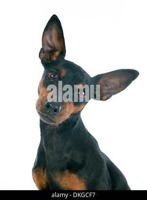 Razza pinscher in miniatura di fronte a uno sfondo bianco Foto Stock