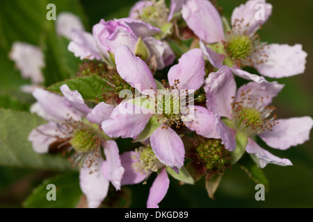 Lampone fiori fiori di primavera di frutta Foto Stock