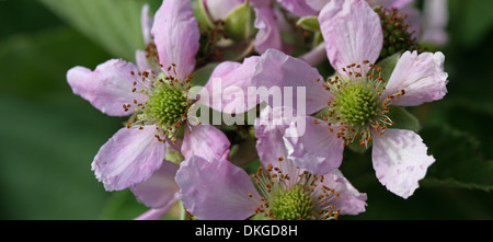 Lampone fiori fiori di primavera di frutta Foto Stock