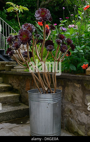Aeonium schwarzkopf viola Crest albero nero Arboreum var atropurpureum nigrum crescente in bin contenitore dillon giardino dublin Foto Stock
