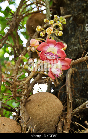 Cannonball Tree, Couroupita guianensis, Roseau, Dominica, isole Windward, Piccole Antille, Antille, Caraibi, America Foto Stock