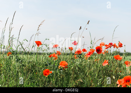 Un certo numero di papaveri rossi sway pigramente su la brezza contro un prato erboso nel sole estivo Foto Stock