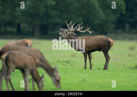 Il cervo (Cervus elaphus) maschio ruggente al bordo del bosco Foto Stock