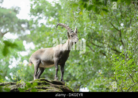 Stambecco delle Alpi (Capra ibex) permanente sulla roccia Foto Stock