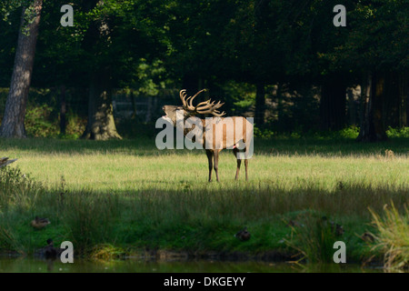 Il cervo (Cervus elaphus) maschio ruggente al bordo del bosco Foto Stock