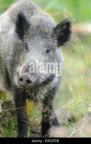 Il cinghiale (Sus scrofa) in una foresta, ritratto Foto Stock
